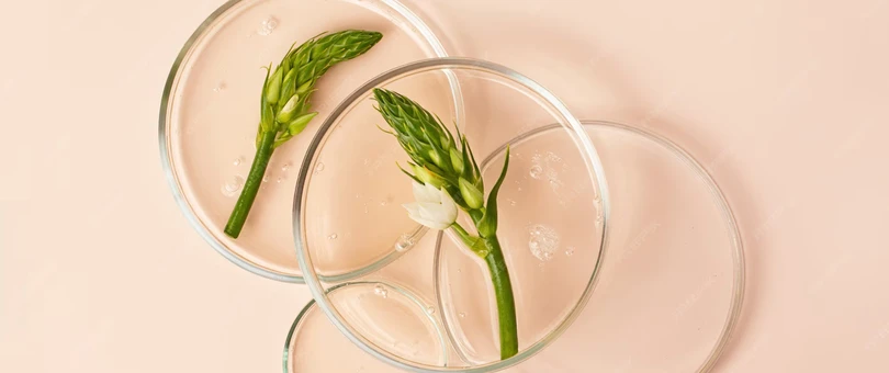 Green plants in petri dishes.